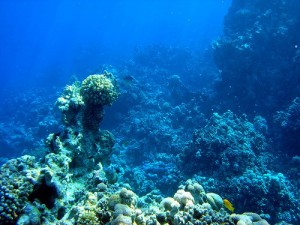 Water